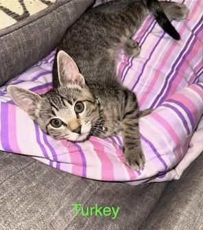 Enlarge Turkey, a ADOPTABLE mixed breed in Lake Monroe, FL image 2/2