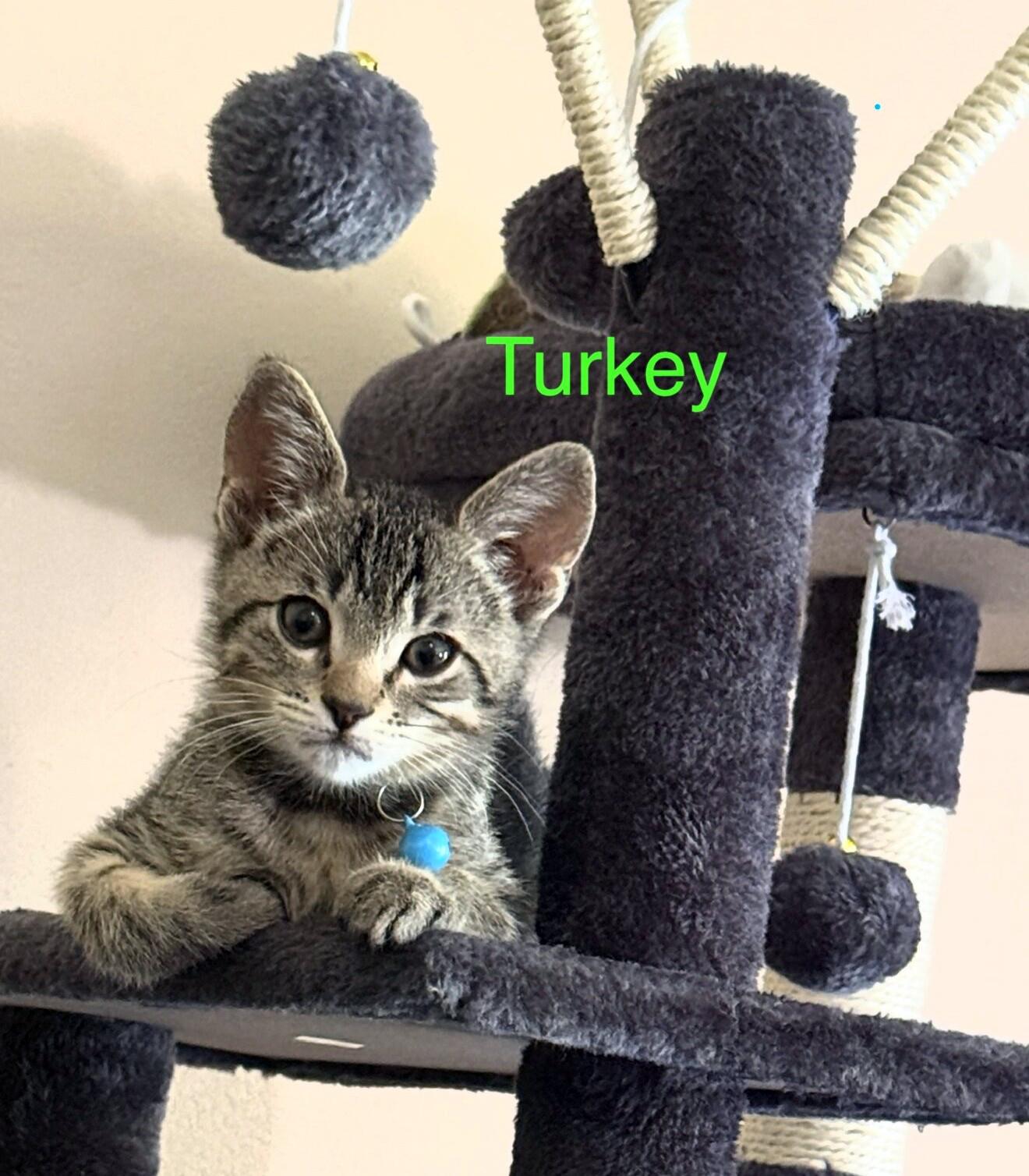 Turkey, ADOPTABLE, Kitten Male Domestic Short Hair & Tiger.