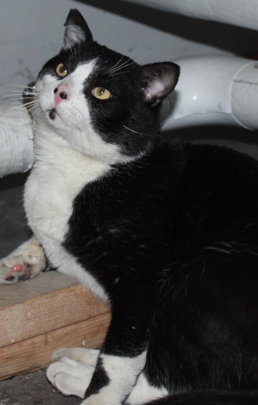 Boss, ADOPTABLE, Adult Male American Shorthair.