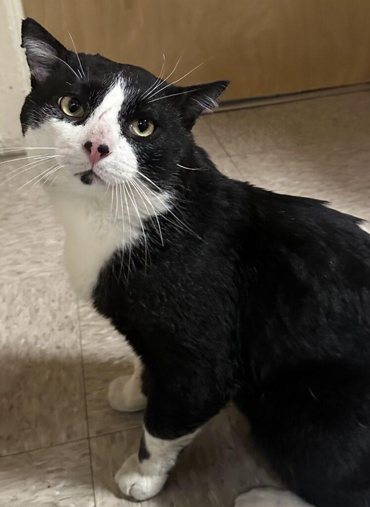 Enlarge Boss, a ADOPTABLE American Shorthair in Medford, MA image 2/3