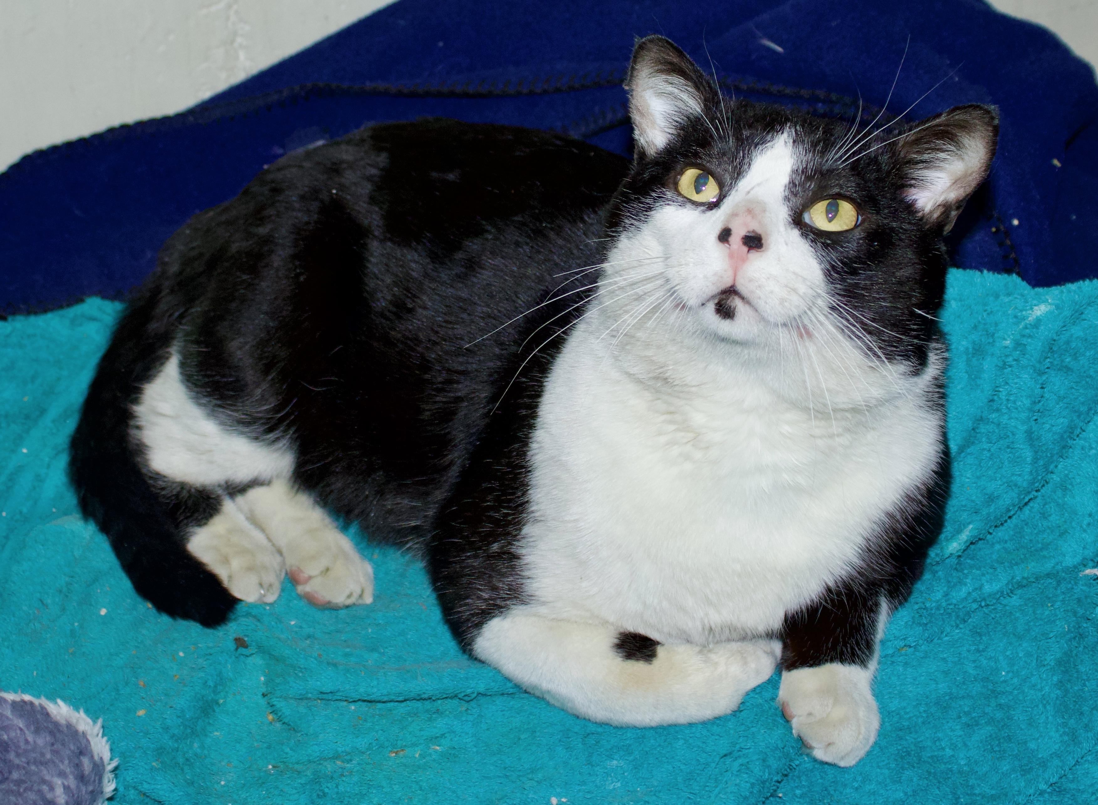 Enlarge Boss, a ADOPTABLE American Shorthair in Medford, MA image 3/3
