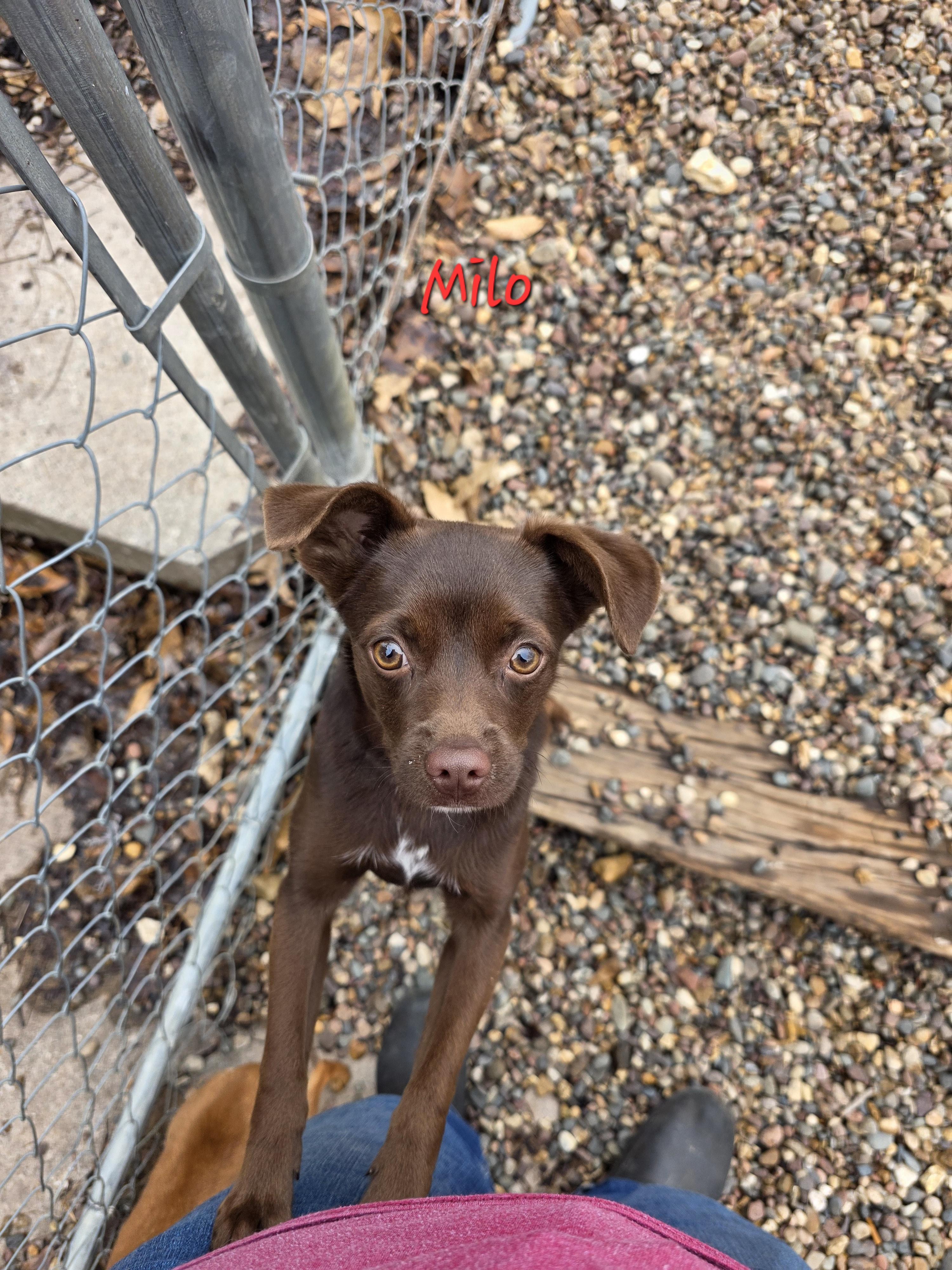 Milo, ADOPTABLE, Young Male Chihuahua.