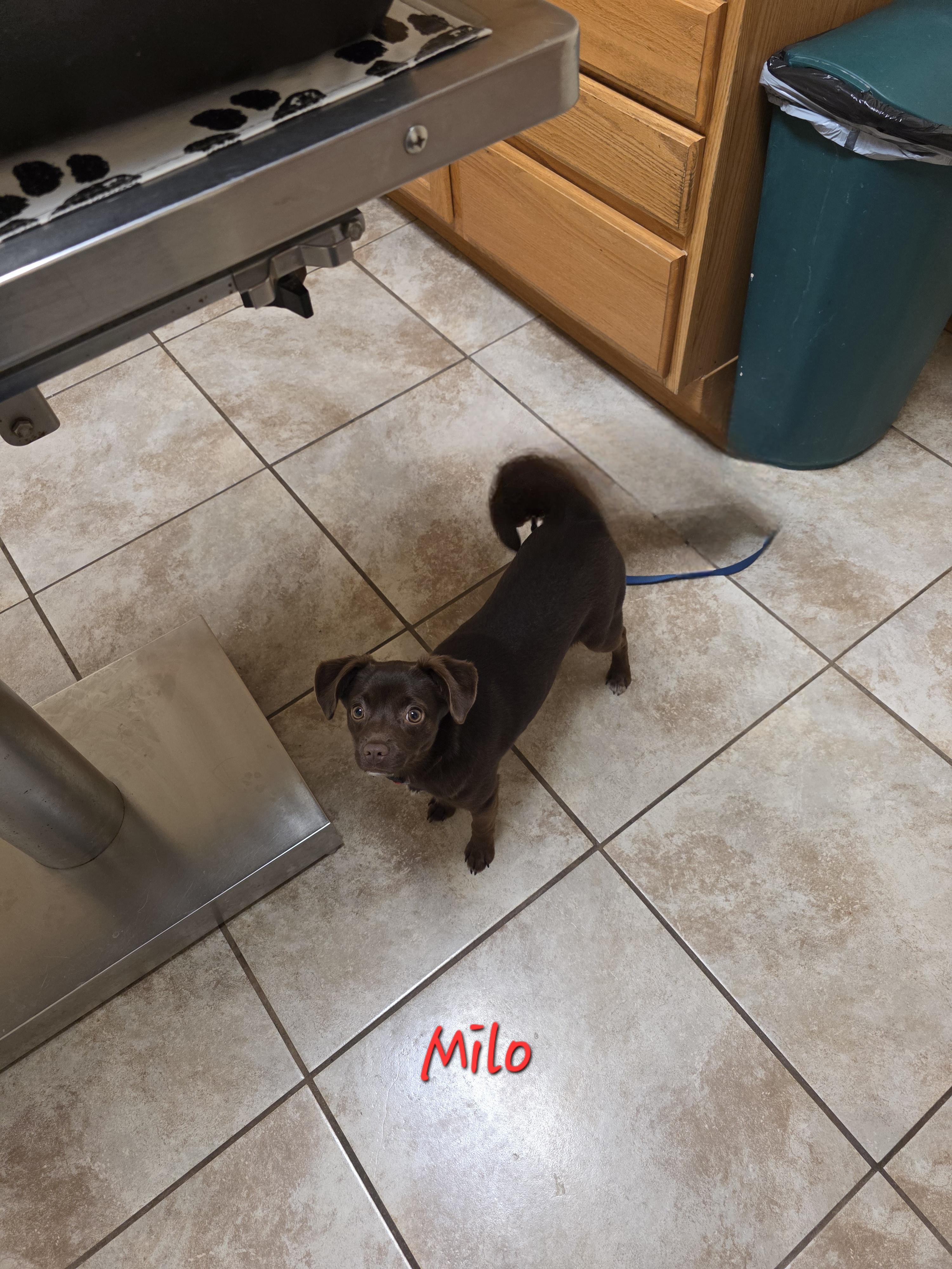 Enlarge Milo, a ADOPTABLE mixed breed in Wever, IA image 2/4