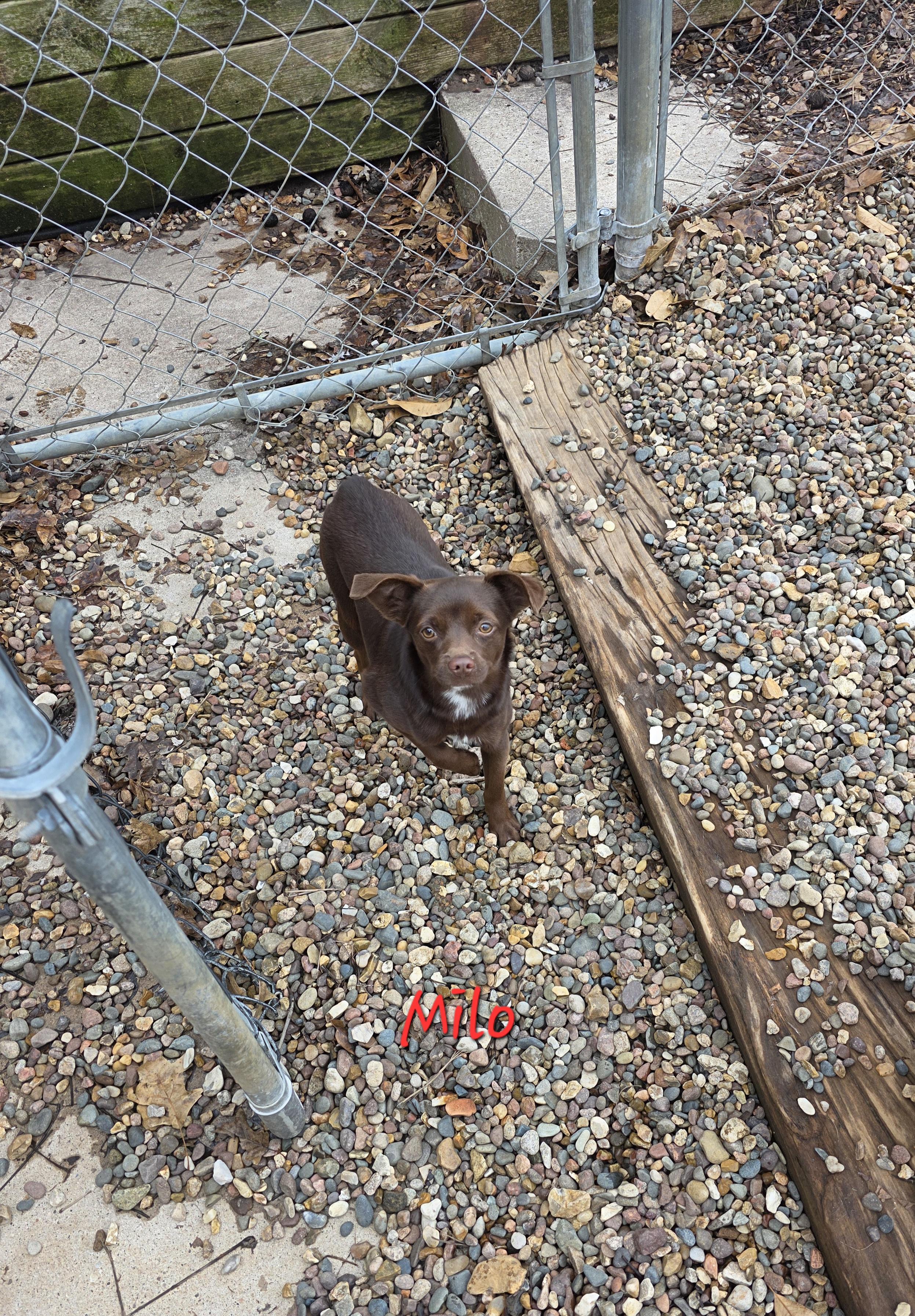 Enlarge Milo, a ADOPTABLE mixed breed in Wever, IA image 3/4