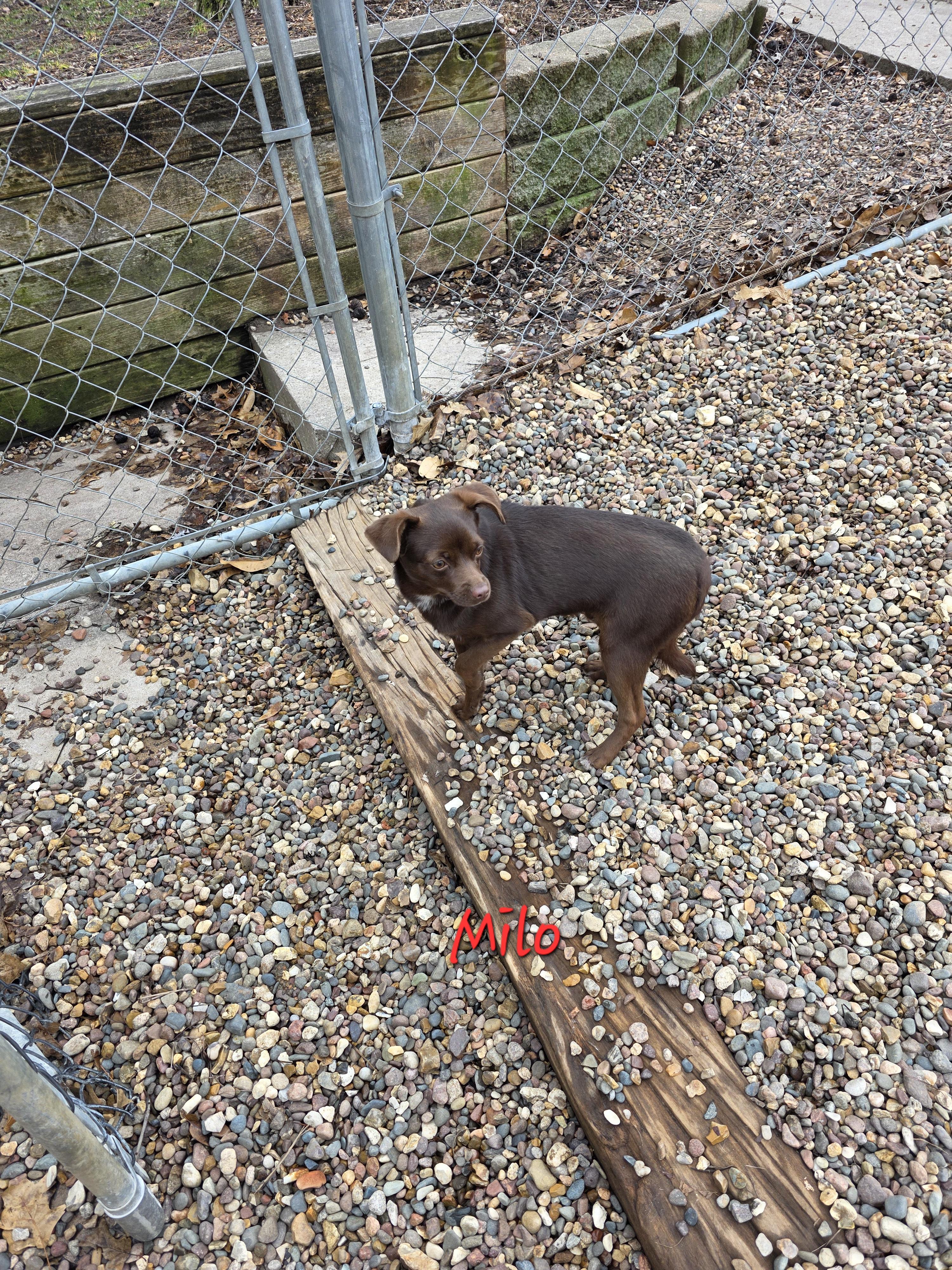 Enlarge Milo, a ADOPTABLE mixed breed in Wever, IA image 4/4