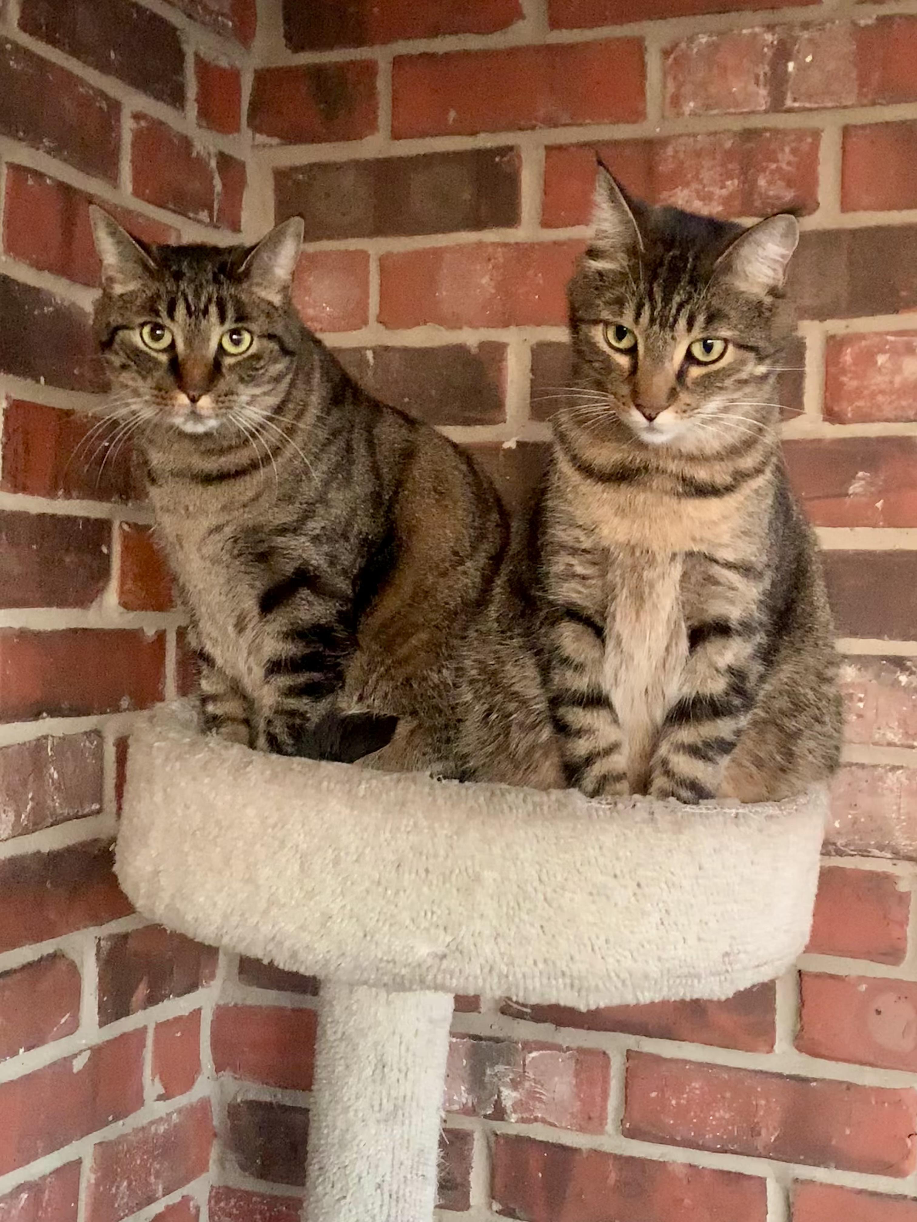 Peppa and Petey, Young Male Tabby