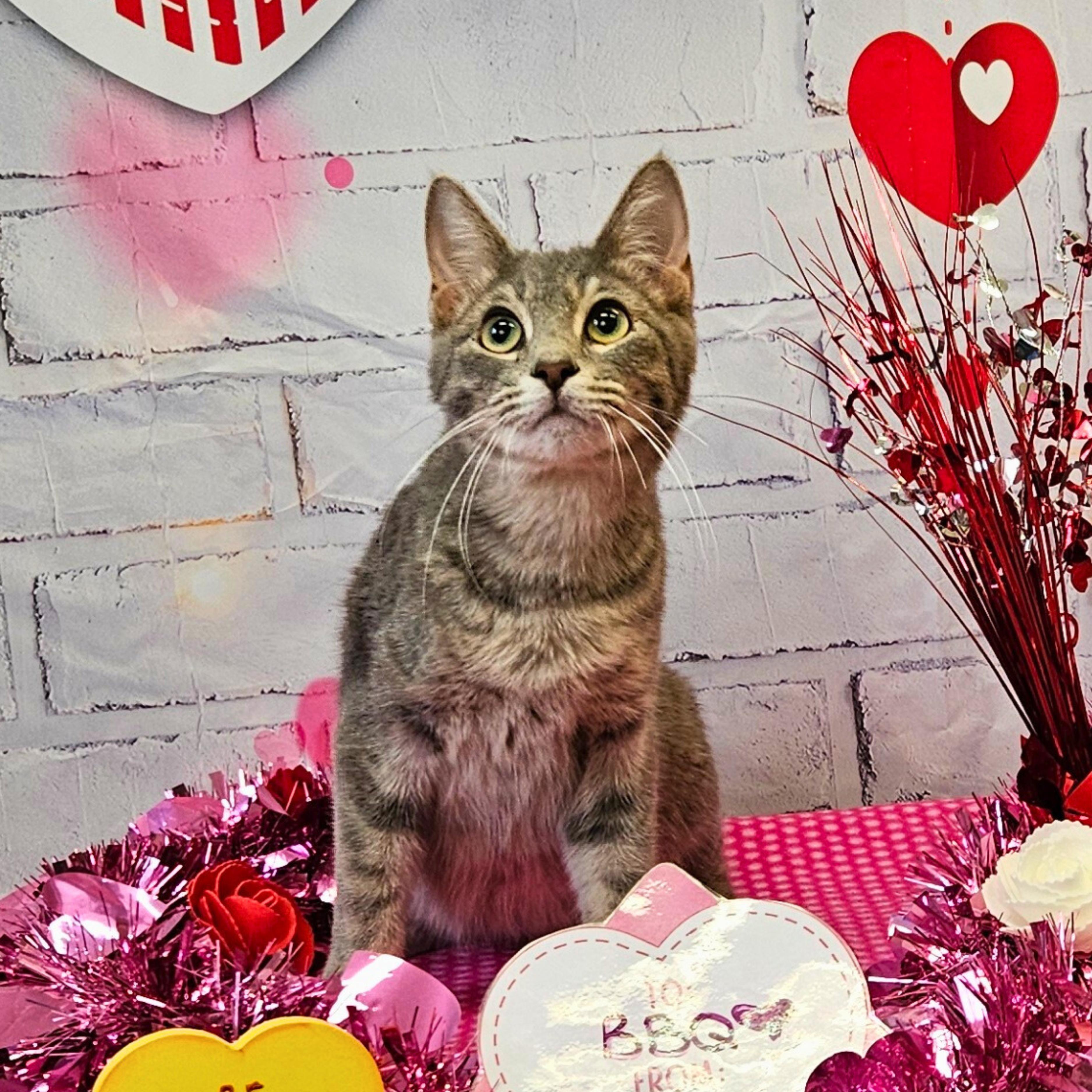 BBQ, a Adoptable Domestic Short Hair in Waterloo, IA image 1/3