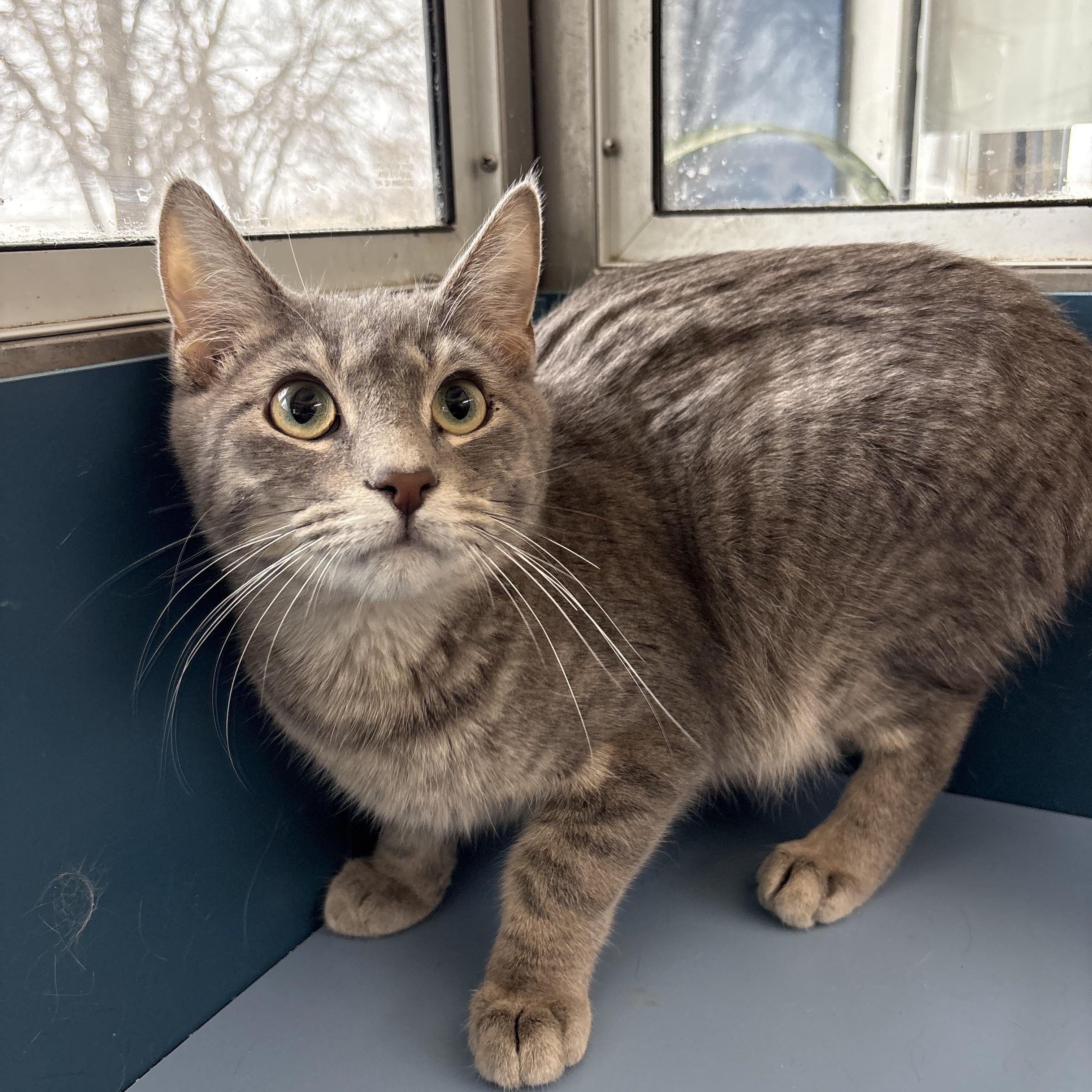 Enlarge BBQ, a Adoptable Domestic Short Hair in Waterloo, IA image 1/2