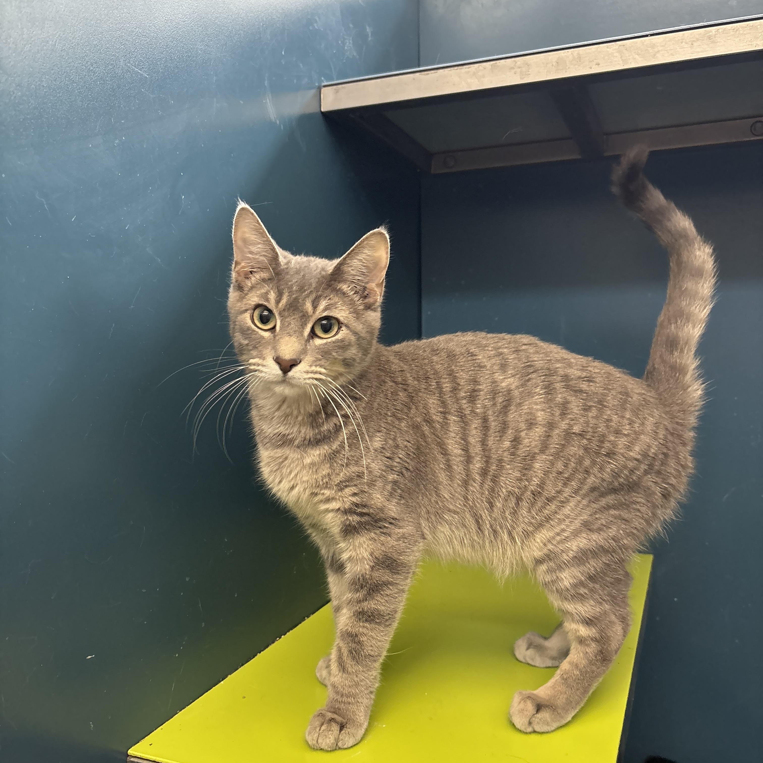 Enlarge BBQ, a Adoptable Domestic Short Hair in Waterloo, IA image 2/2