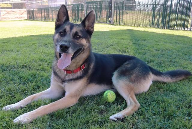 STONE, Adoptable, Adult Male German Shepherd Dog.