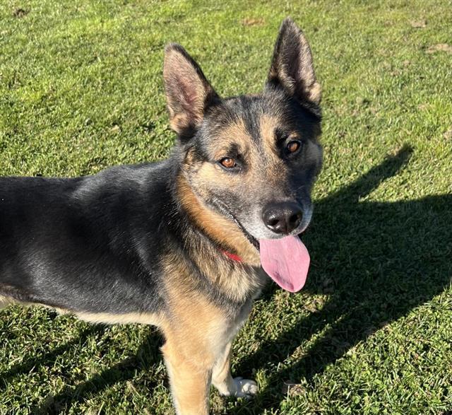 Enlarge STONE, a Adoptable German Shepherd Dog in Auburn, CA image 1/2