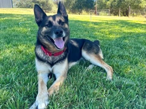 Enlarge STONE, a Adoptable German Shepherd Dog in Auburn, CA image 1/1
