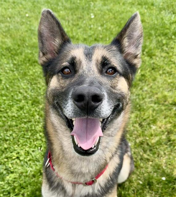 STONE, Adoptable, Adult Male German Shepherd Dog.