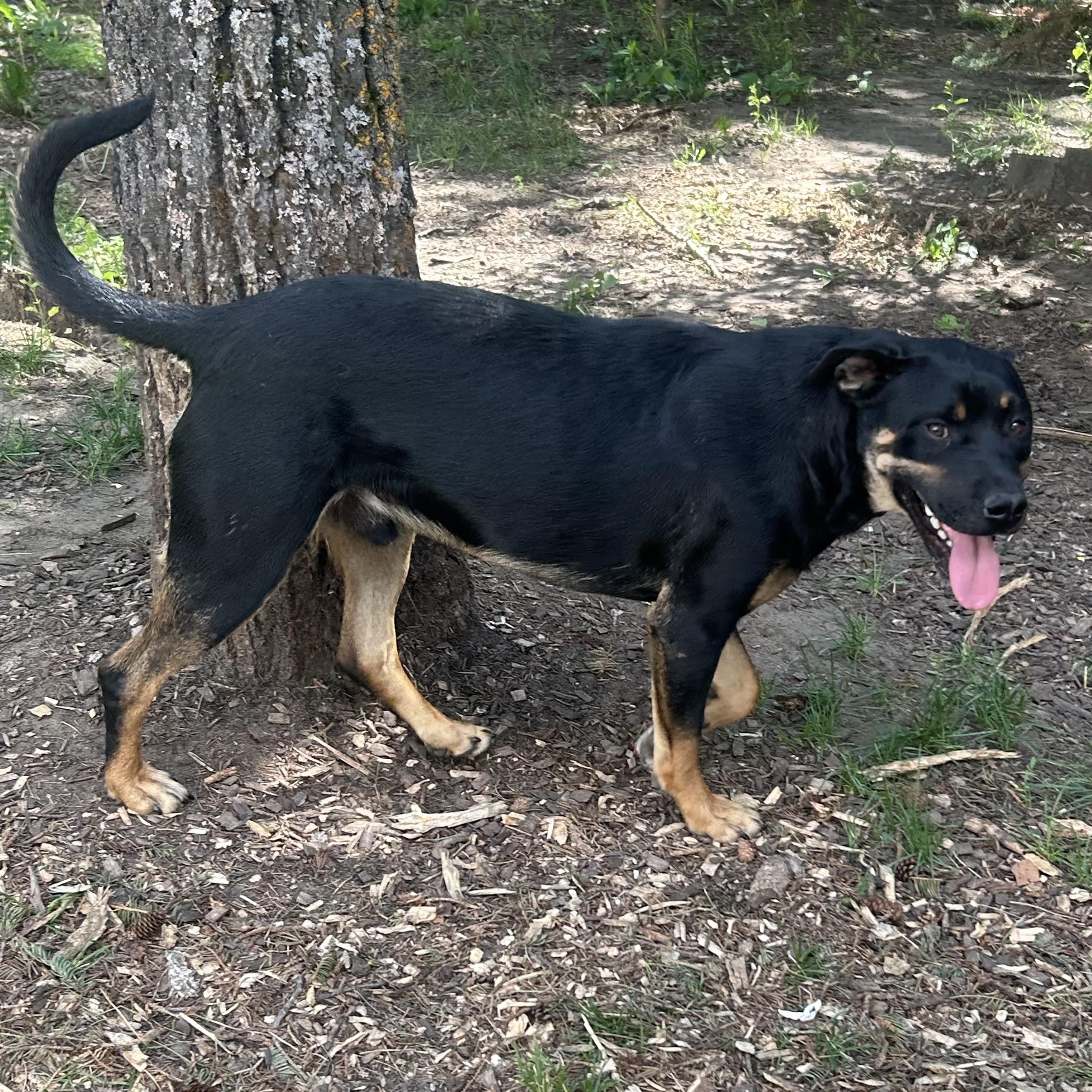 Enlarge Birdie, a Adoptable mixed breed in Edmonton, AB image 4/5