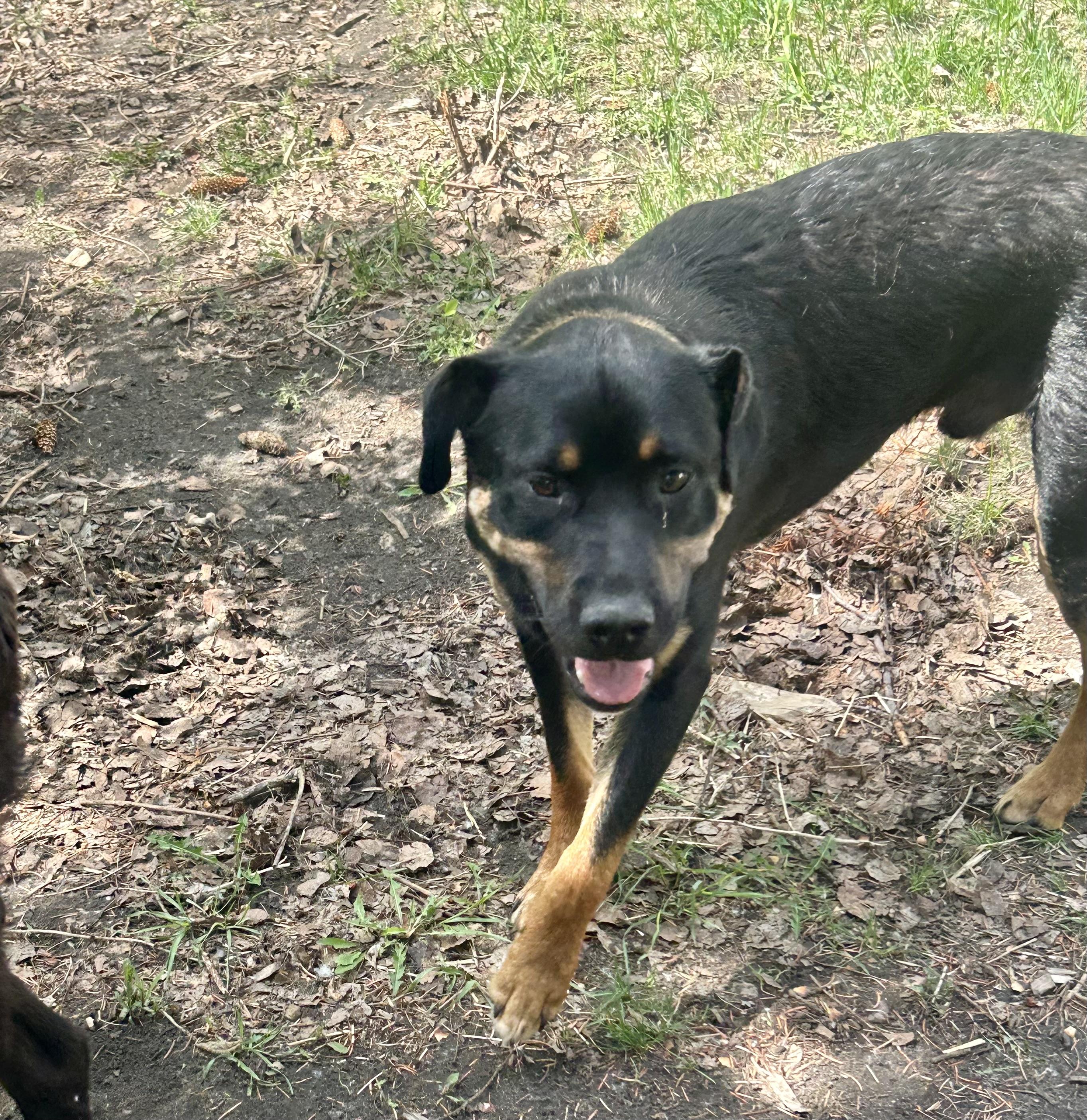 Enlarge Birdie, a Adoptable mixed breed in Edmonton, AB image 5/5
