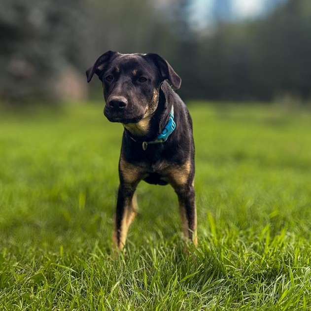 Birdie, Adoptable, Adult Female German Shepherd Dog.