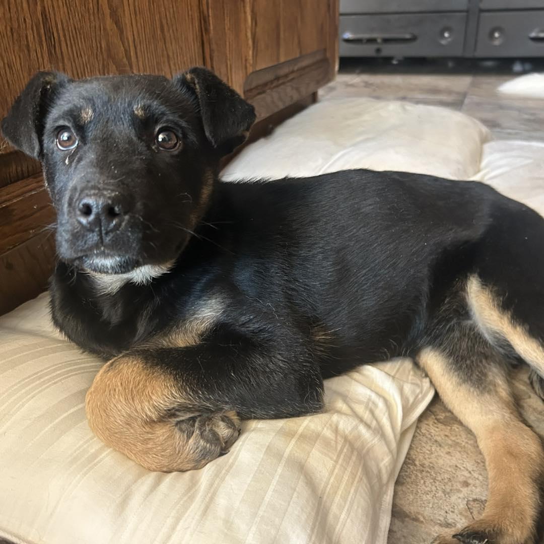 Enlarge Birdie, a Adoptable mixed breed in Edmonton, AB image 3/5