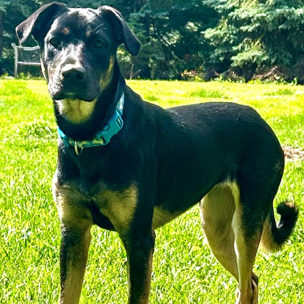 Enlarge Birdie, a Adoptable mixed breed in Edmonton, AB image 2/5