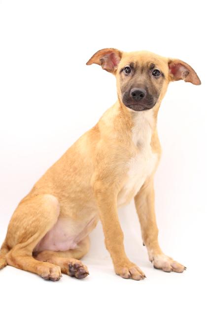 Enlarge Lachlan, a Adoptable mixed breed in Morton Grove, IL image 1/2