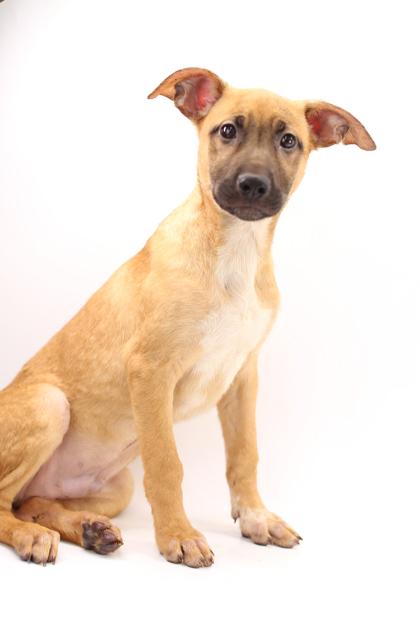 Enlarge Lachlan, a Adoptable mixed breed in Morton Grove, IL image 2/2