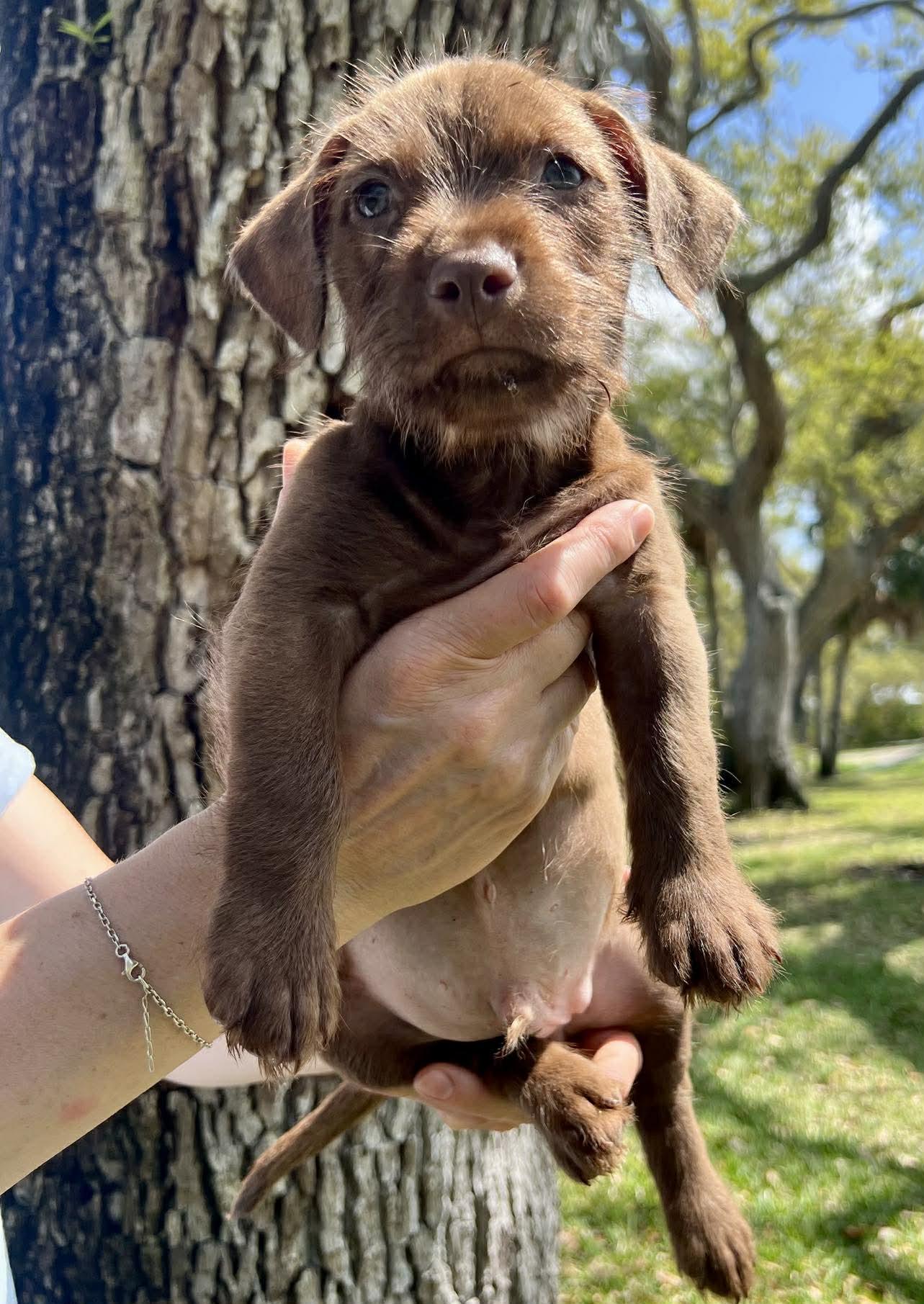 Enlarge Chilli Pup -Bingo, a Adoptable mixed breed in Pompano Beach, FL image 1/3