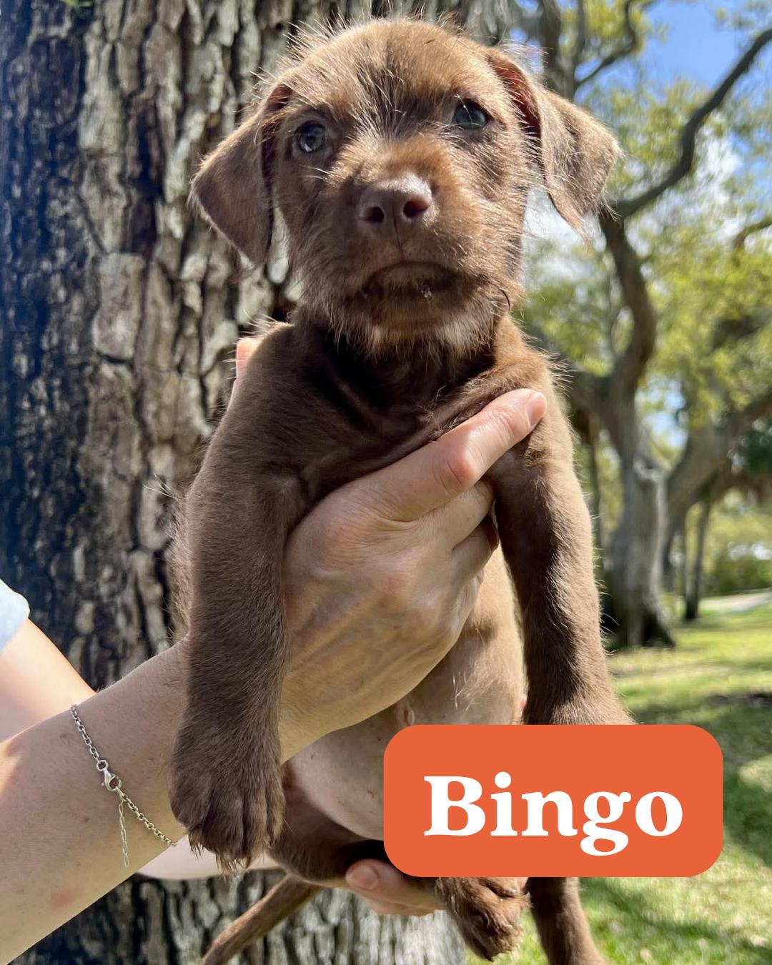 Chilli Pup -Bingo — thumbnail 2