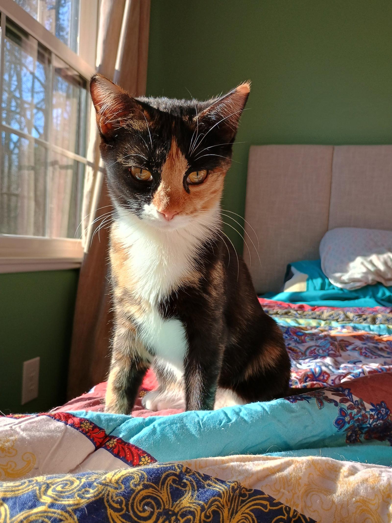 Nutmeg, Adopted, Young Female Domestic Short Hair & American Shorthair.