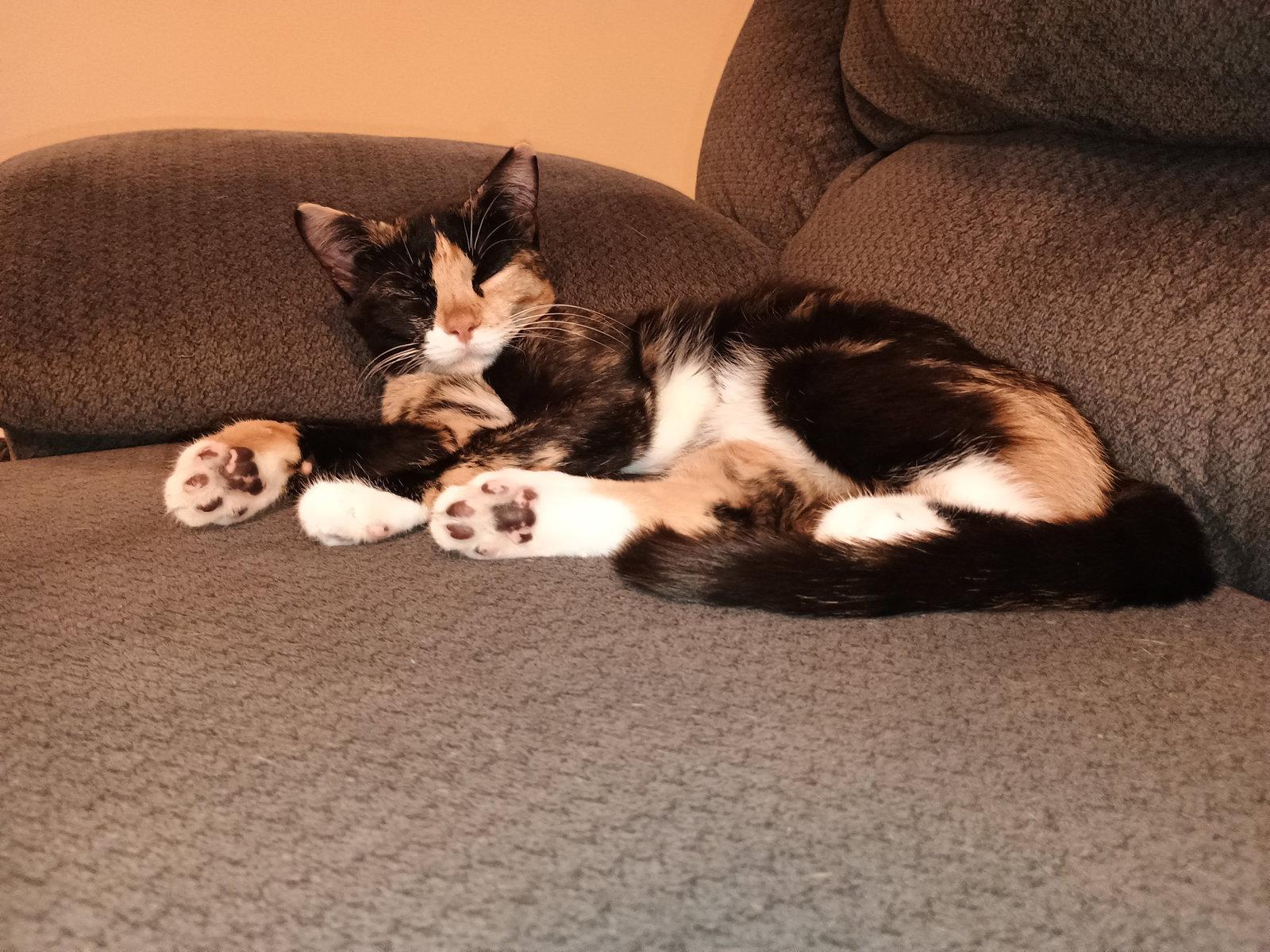 Enlarge Nutmeg, a Adopted mixed breed in Pittsboro, NC image 2/3