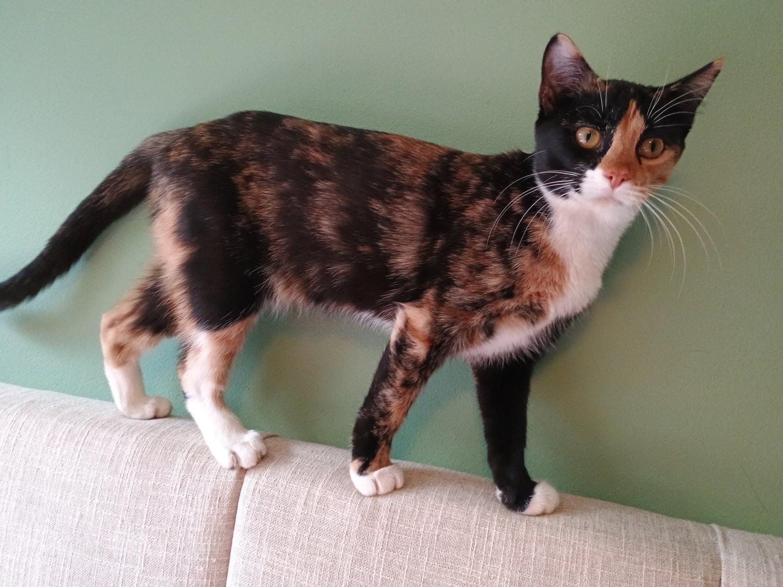 Enlarge Nutmeg, a Adopted mixed breed in Pittsboro, NC image 3/3