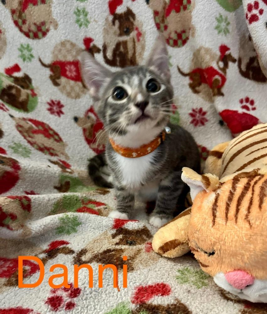 Danni, Adoptable, Kitten Female Tabby.