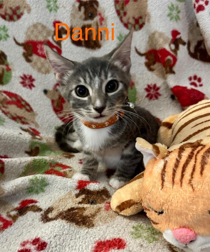 Enlarge Danni, a Adoptable Tabby in Orlando, FL image 2/3