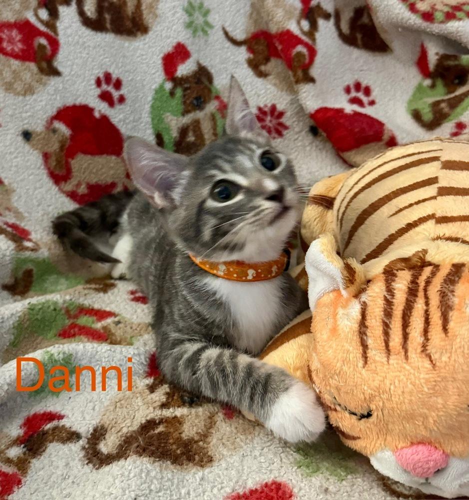 Enlarge Danni, a Adoptable Tabby in Orlando, FL image 3/3