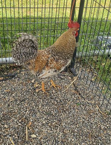 RICKY, Adoptable, Young Male Chicken.
