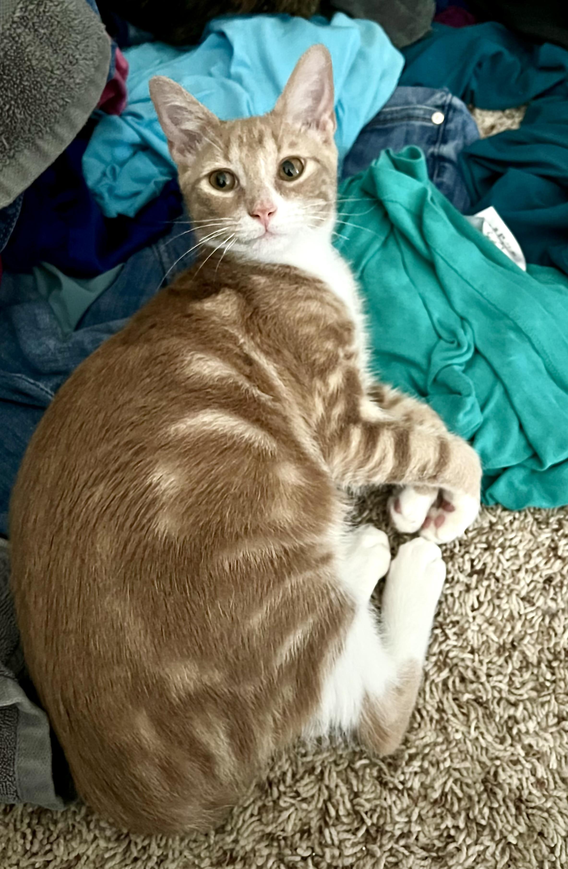 Enlarge Scoobie, an adoptable American Shorthair in Waterford, CT image 5/6