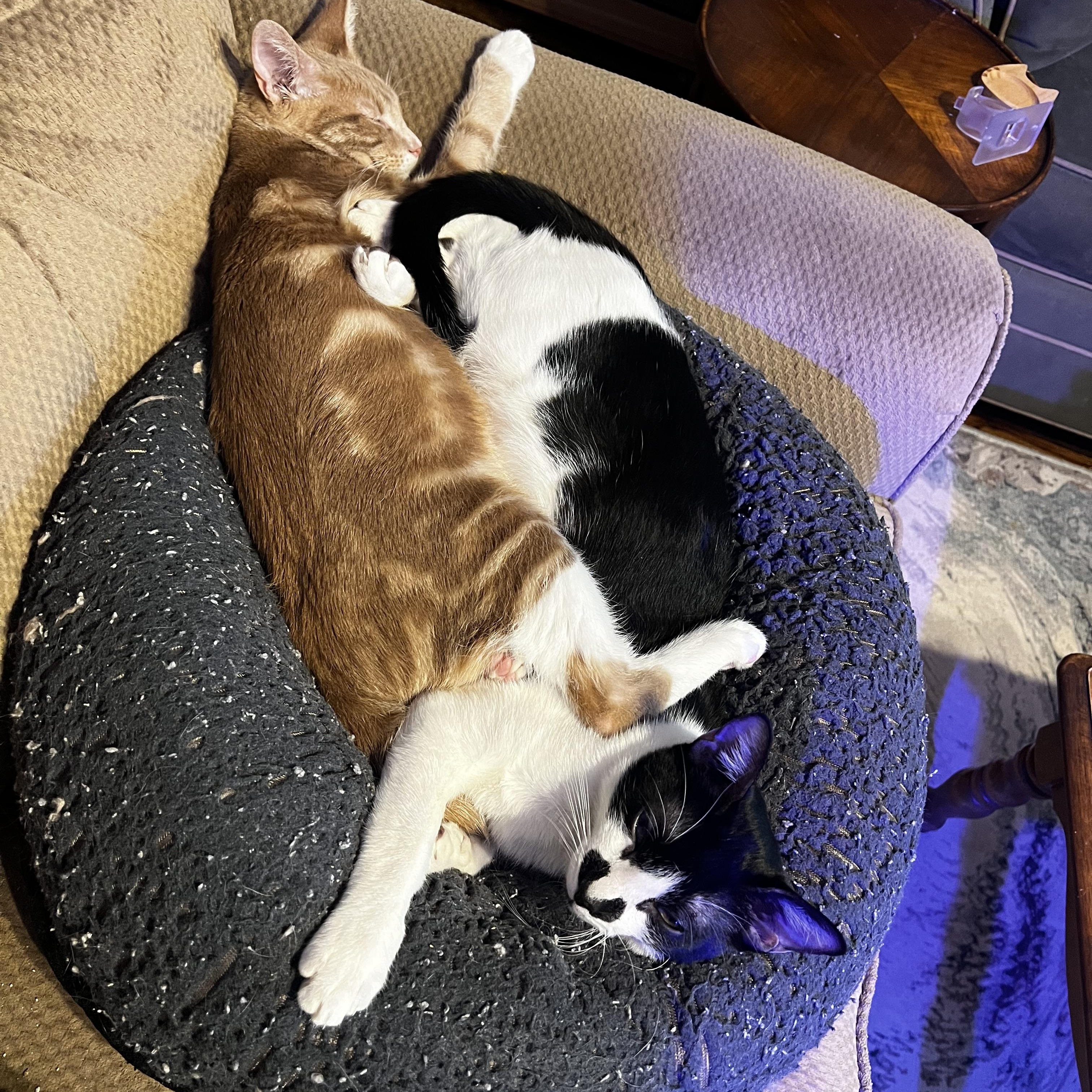 Enlarge Scoobie, an adoptable American Shorthair in Waterford, CT image 3/6