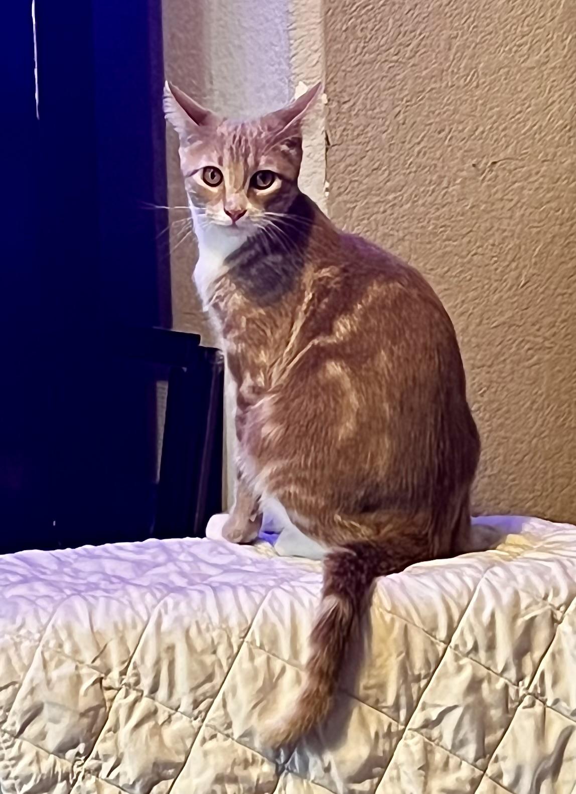 Enlarge Scoobie, an adoptable American Shorthair in Waterford, CT image 4/6