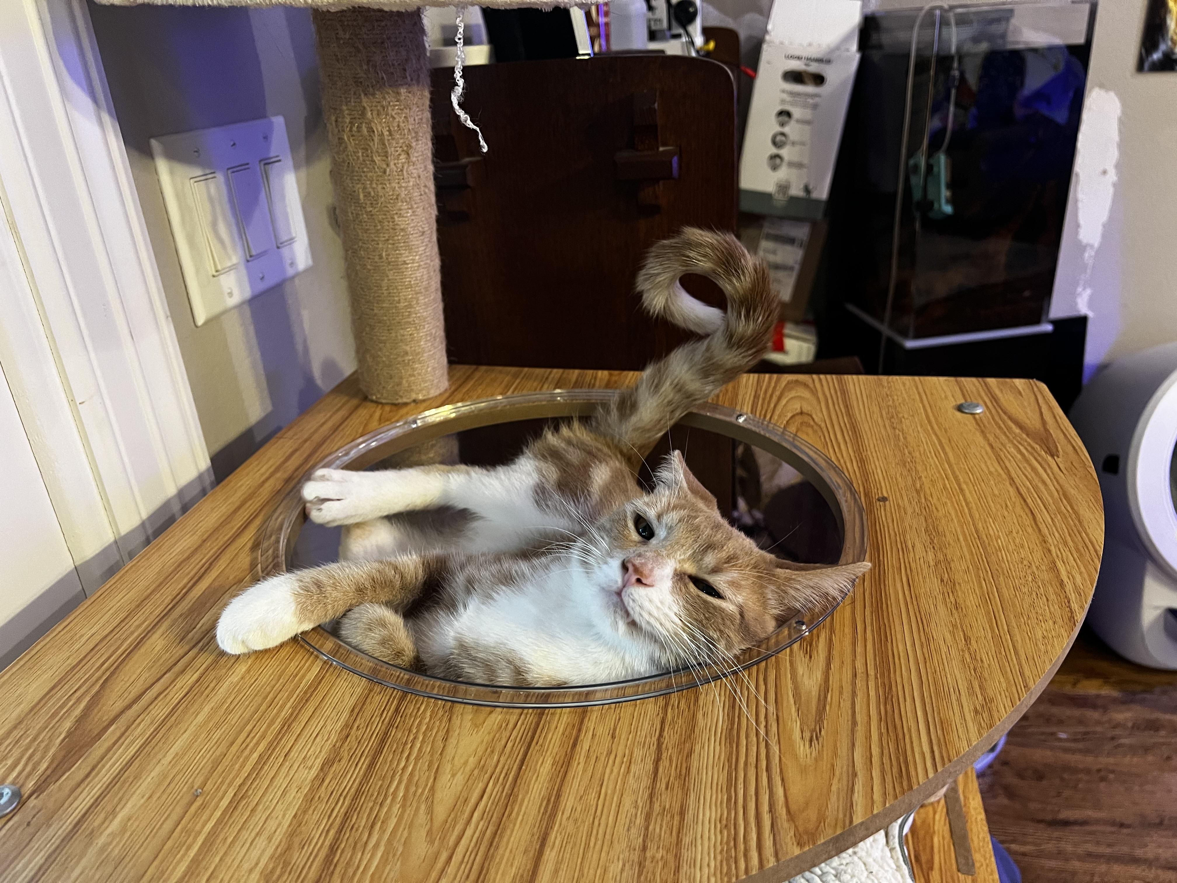 Enlarge Scoobie, an adoptable American Shorthair in Waterford, CT image 2/6