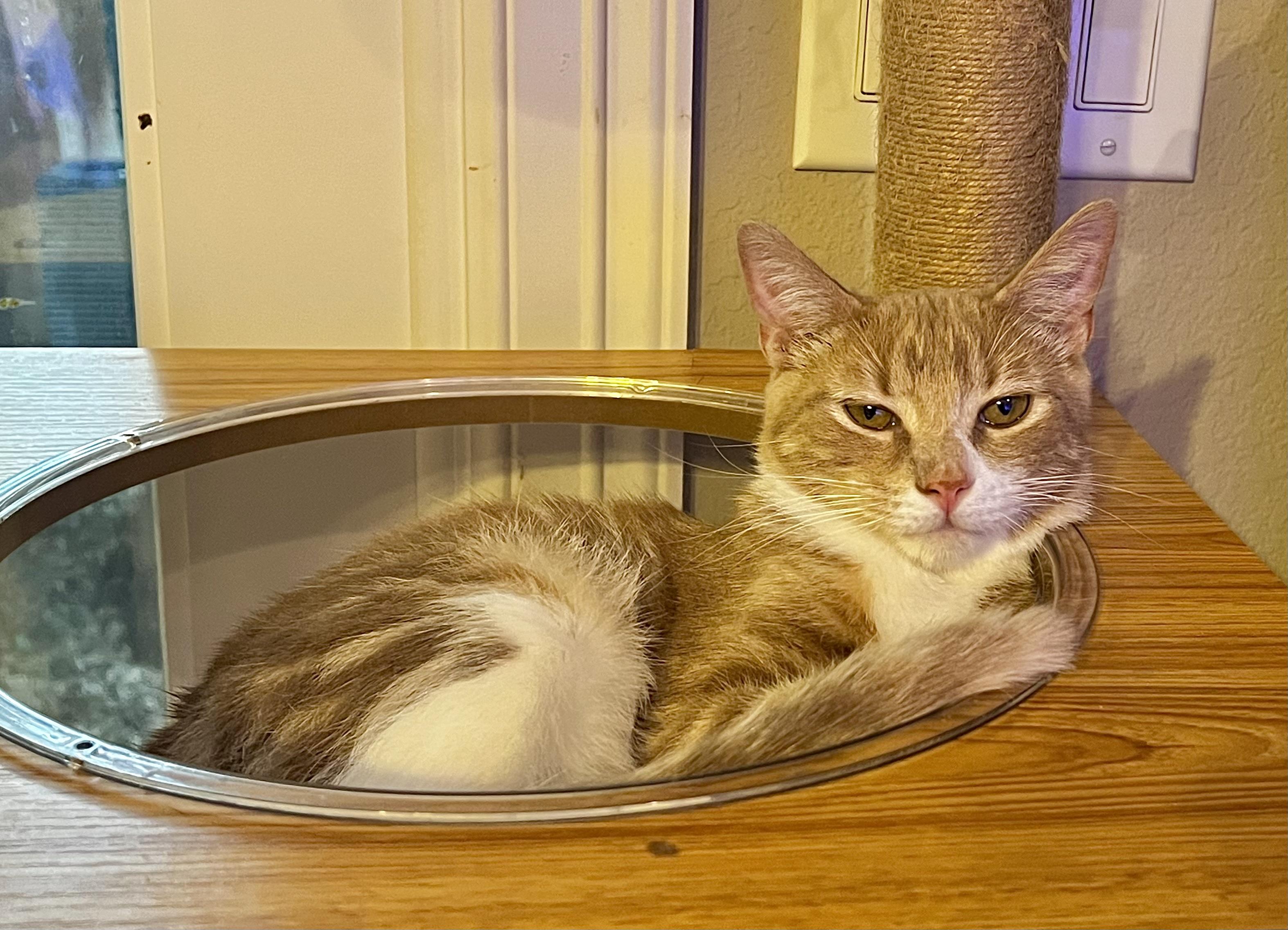 Enlarge Scoobie, an adoptable American Shorthair in Waterford, CT image 6/6