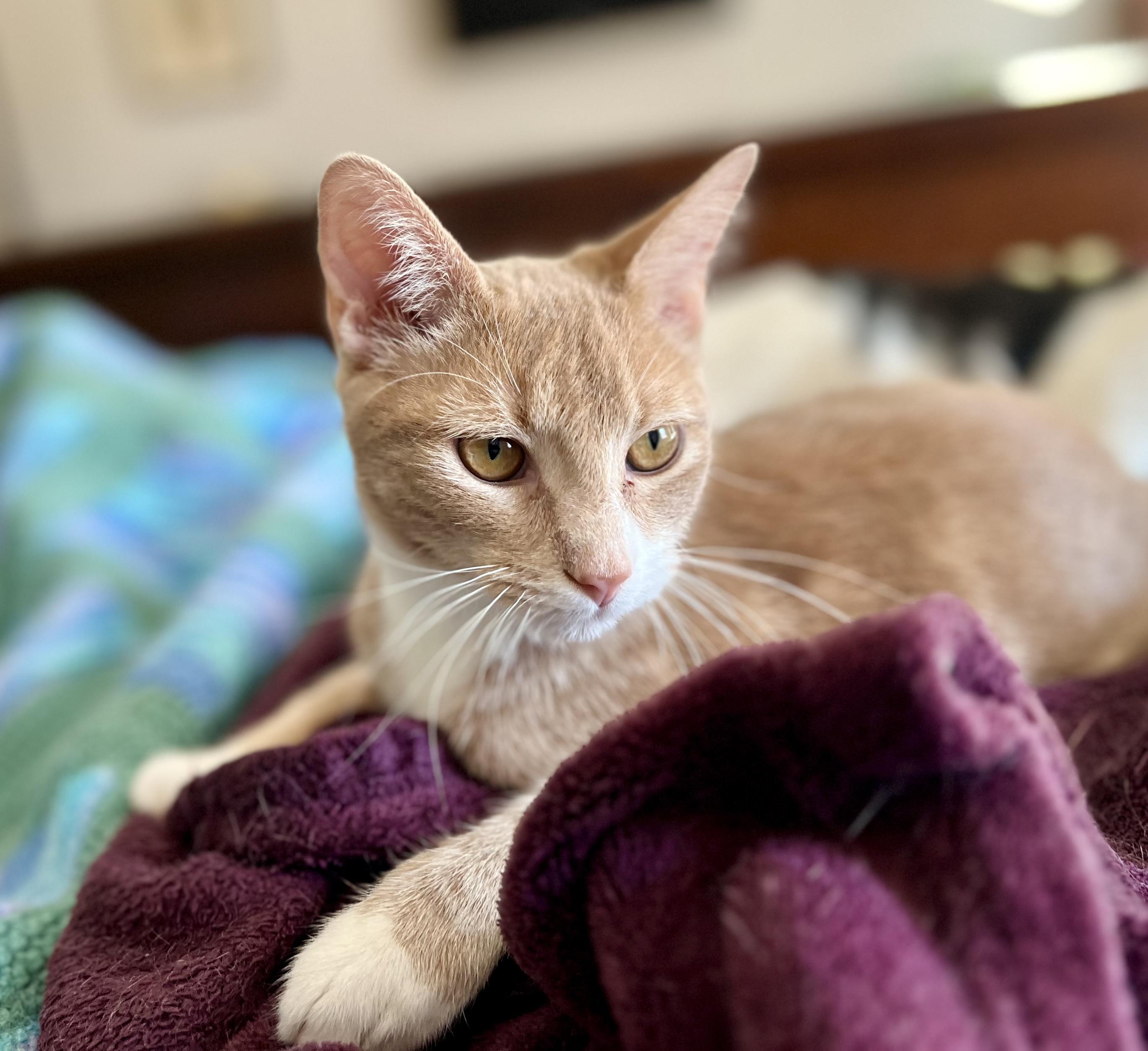 Enlarge Scoobie, an adoptable American Shorthair in Waterford, CT image 1/6