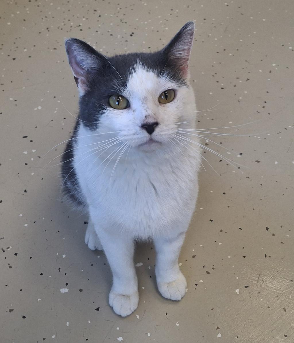 Cyrus, ADOPTABLE, Adult Male Domestic Short Hair.