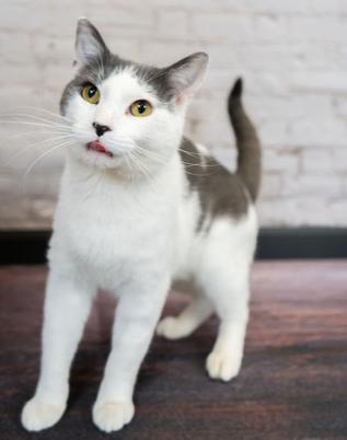 Enlarge Cyrus, an adopted mixed breed in Little Falls, MN image 1/2