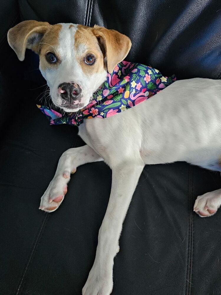 Sweetie, a Adoptable mixed breed in Willingboro, NJ image 1/6