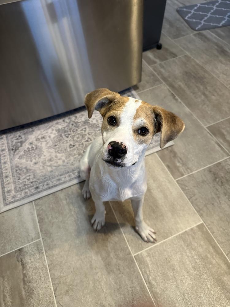 Sweetie, a Adoptable mixed breed in Willingboro, NJ image 3/6