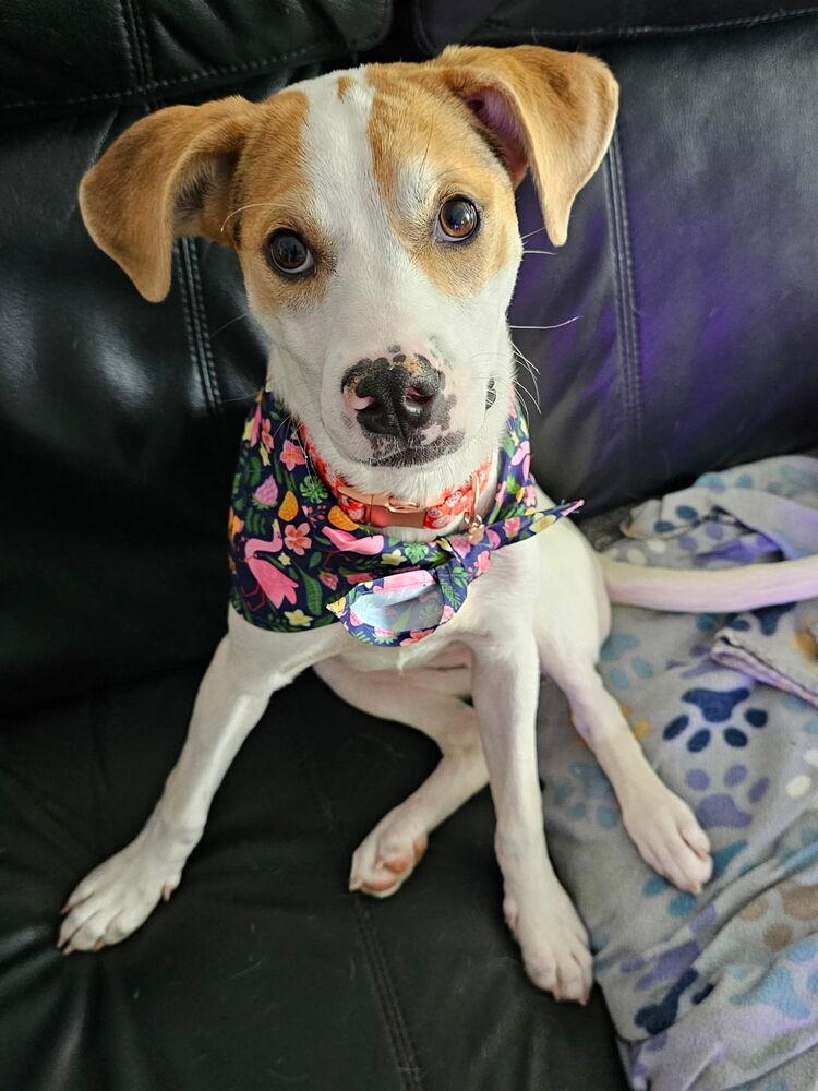 Sweetie, a Adoptable mixed breed in Willingboro, NJ image 4/6