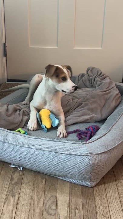 Enlarge Sweetie, a Adoptable mixed breed in Willingboro, NJ video 6/6