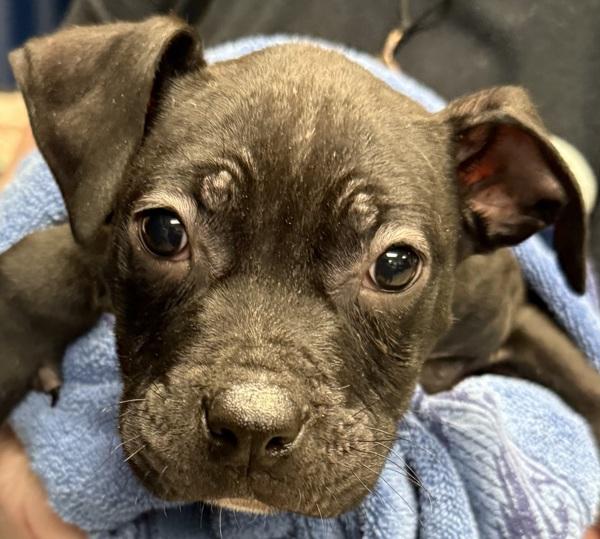 Carmine — thumbnail 2