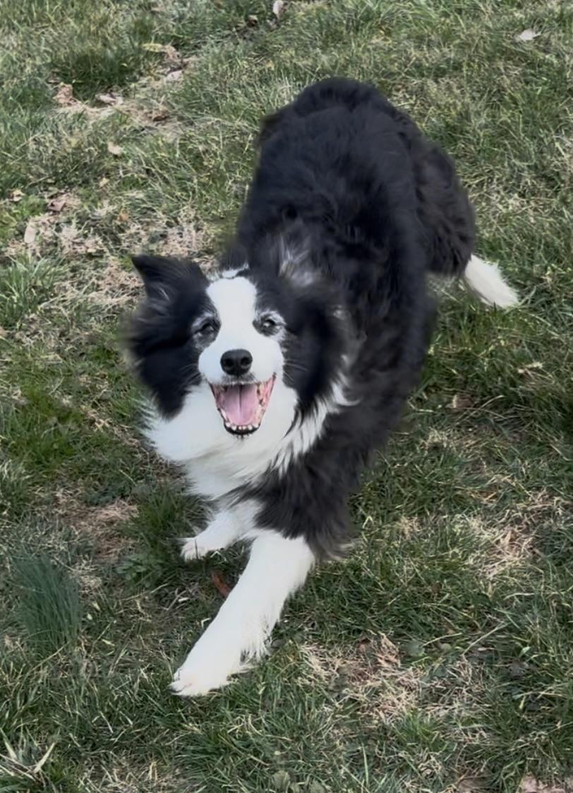 Enlarge Molly, a Adopted Border Collie in Gloucester, VA image 3/3