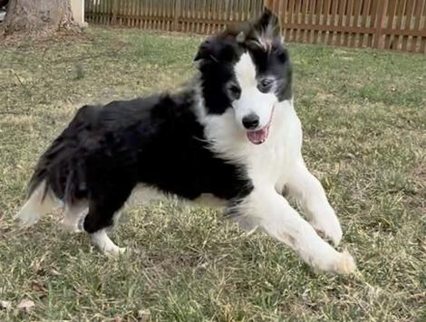 Enlarge Molly, a Adopted Border Collie in Gloucester, VA image 2/3