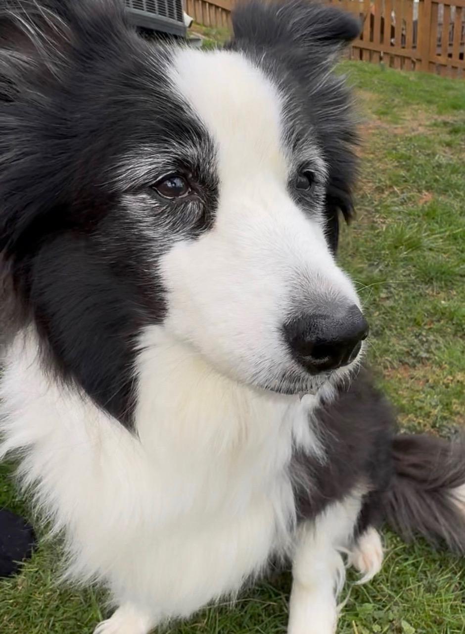 Molly, Adopted, Senior Female Border Collie.