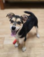 Alani, ADOPTABLE, Puppy Female Australian Shepherd.